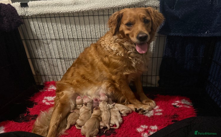 Golden Retriever dogs - Advert 14
