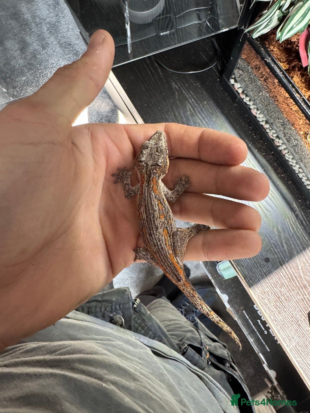 Gecko reptiles for sale: Rare High Red Gargoyle Gecko +  Full set up - Advert 3