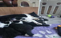 Border Collie dogs for sale: B. C. Puppies black and white kc reg - Advert 26