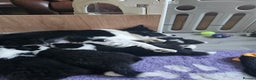 Border Collie dogs for sale: B. C. Puppies black and white kc reg - Advert 26