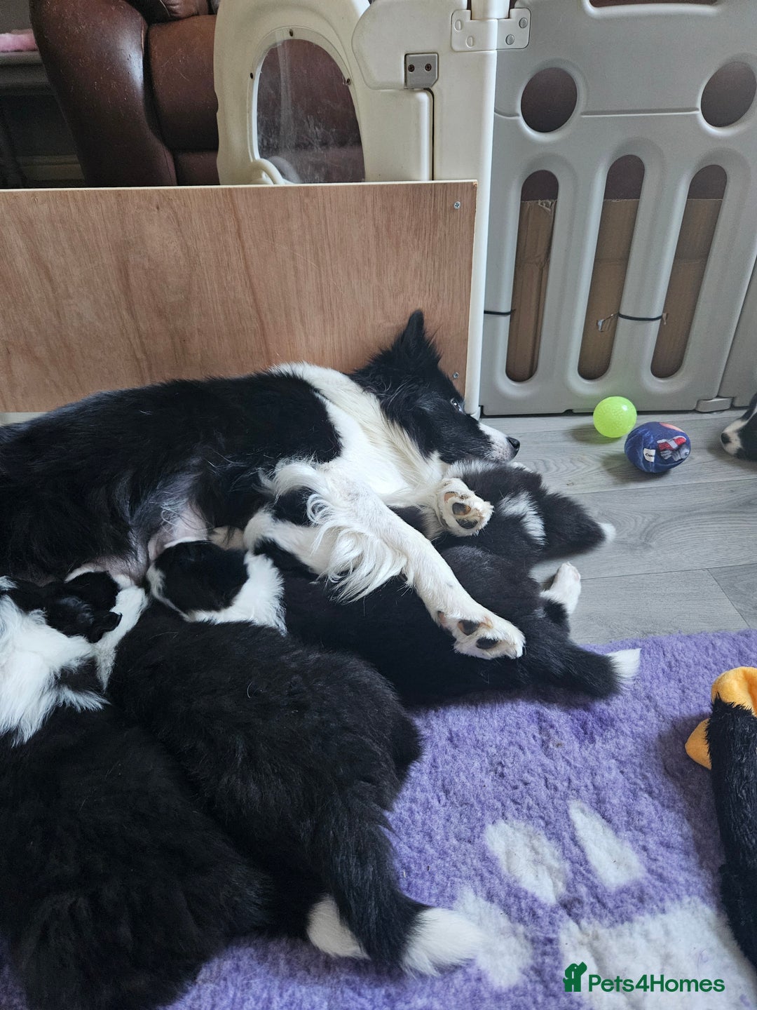 Border Collie dogs for sale: B. C. Puppies black and white kc reg - Advert 26