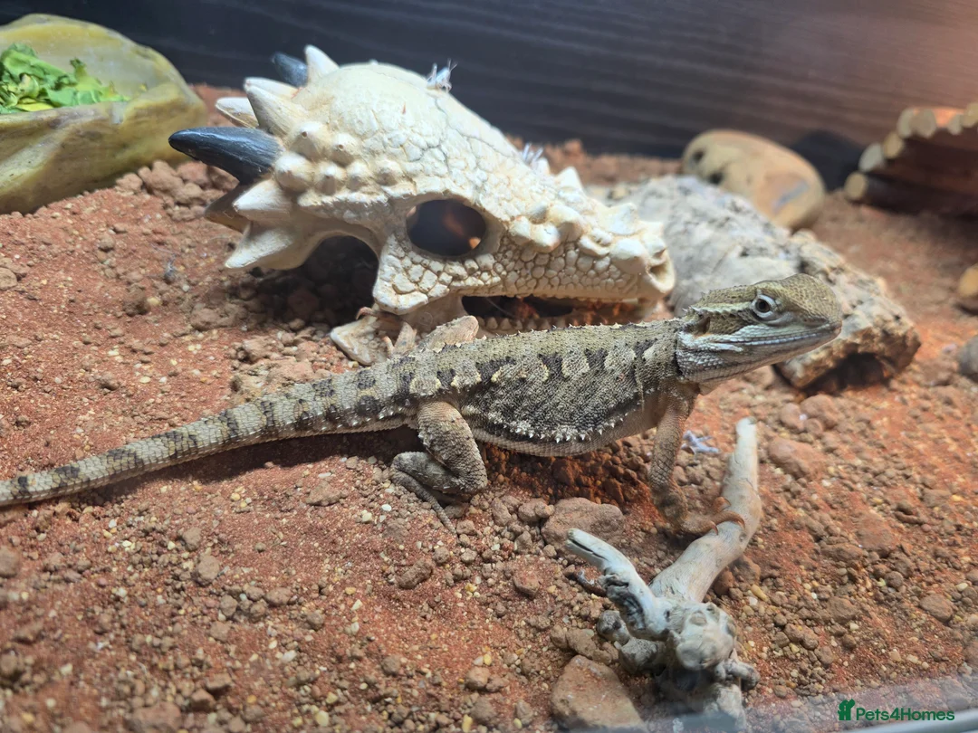 Bearded Dragon reptiles for sale: Rankin Dragon - Horsham in Horsham - Advert 4