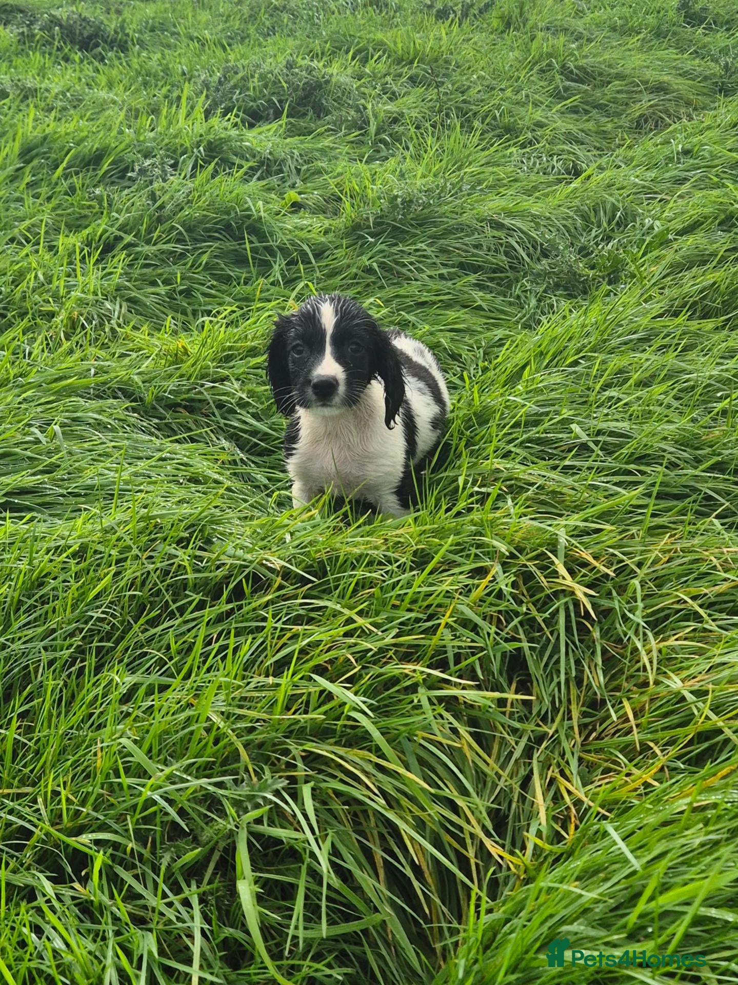 English Springer Spaniel dogs Springer Spaniel Pups READY NOW  - Advert 5