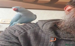 Ringnecks birds for sale: Beautiful female ringneck parakeet  - Image 4