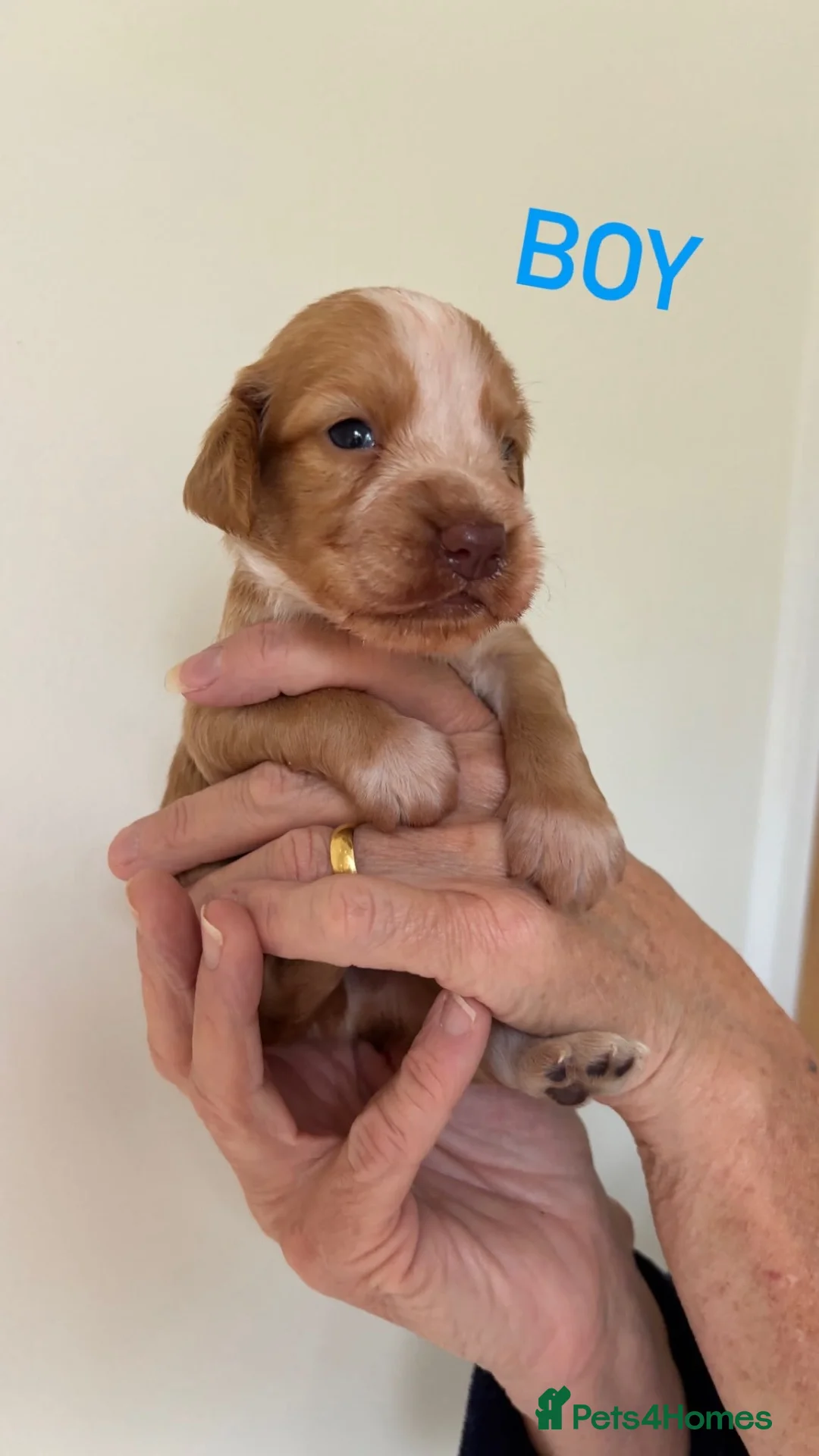 Cocker Spaniel dogs for sale: 7 STUNNING COCKER SPANIEL PUPS🩷🩵  - Advert 1