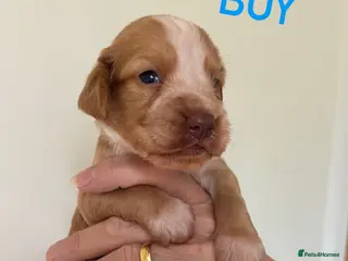 Cocker Spaniel dogs 7 STUNNING COCKER SPANIEL PUPS🩷🩵 - Advert 1