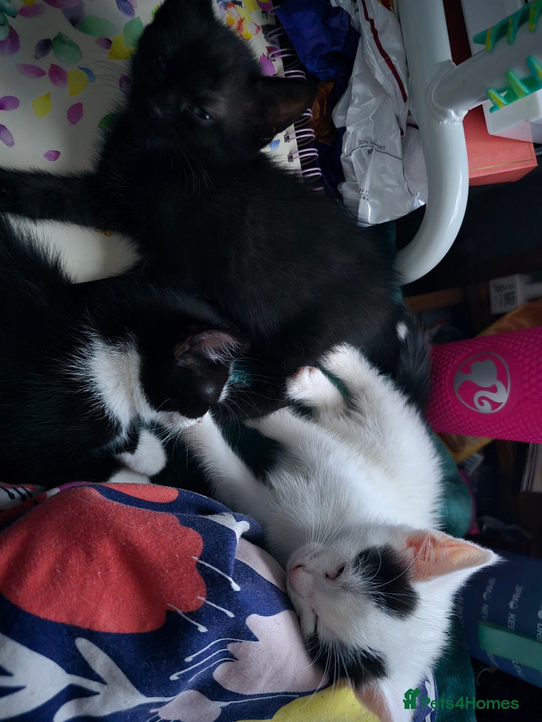 British Shorthair cats for sale: 1 boy, 2 girls for sale £50 each - Image 5
