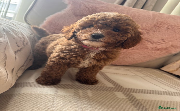 Cavapoo dogs - Advert 1