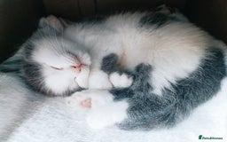 British Shorthair cats for sale: British shorthair cross kittens - Image 11