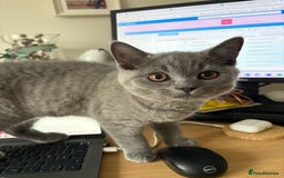 British Shorthair cats for sale: British Shorthair lavender boy – pedigree GCCF - Image 12