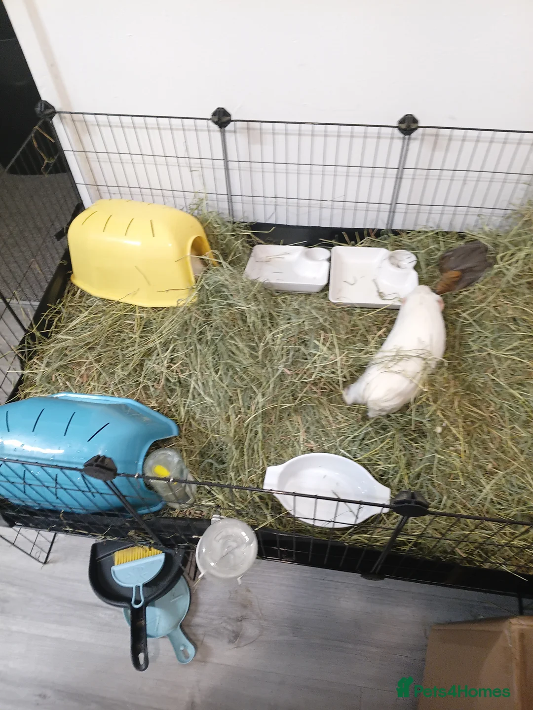 Guinea Pig rodents for sale: 4 Guinea Pigs in need of a new home - Advert 3