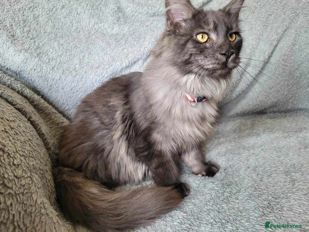 Maine Coon cats for sale: Black smoke female - Advert 1
