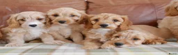 Cavapoo dogs for sale: Well bred Health Tested F1 Cavapoo Puppies - Advert 2