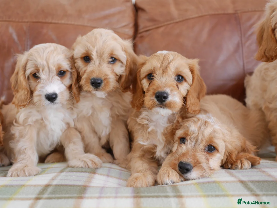 Cavapoo dogs for sale: Well bred Health Tested F1 Cavapoo Puppies - Advert 2