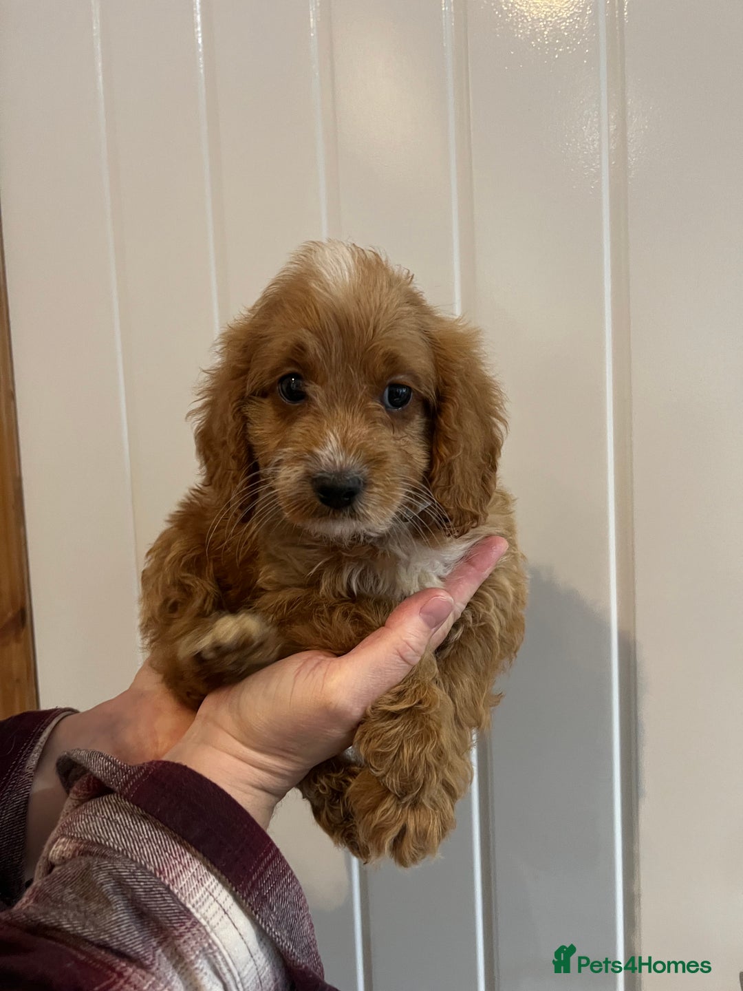 Cockapoo dogs for sale: Beautiful F1 Cockapoo puppies - Image 23