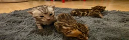 Bengal cats for sale: Full pedigree babies - Advert 14