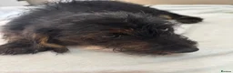 Jackshund dogs for sale: Boy & girl puppies  - Advert 11