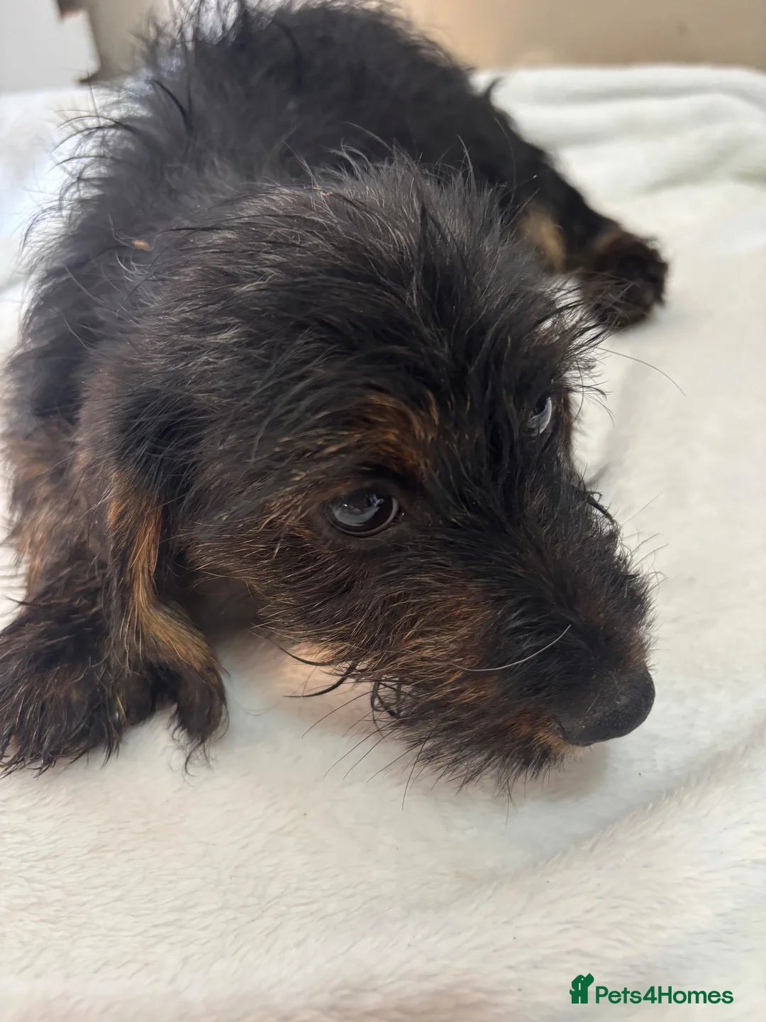 Jackshund dogs for sale: Boy & girl puppies  - Advert 11