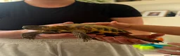 Tortoise reptiles for sale: Horsefield tortoise with full setup  - Advert 1