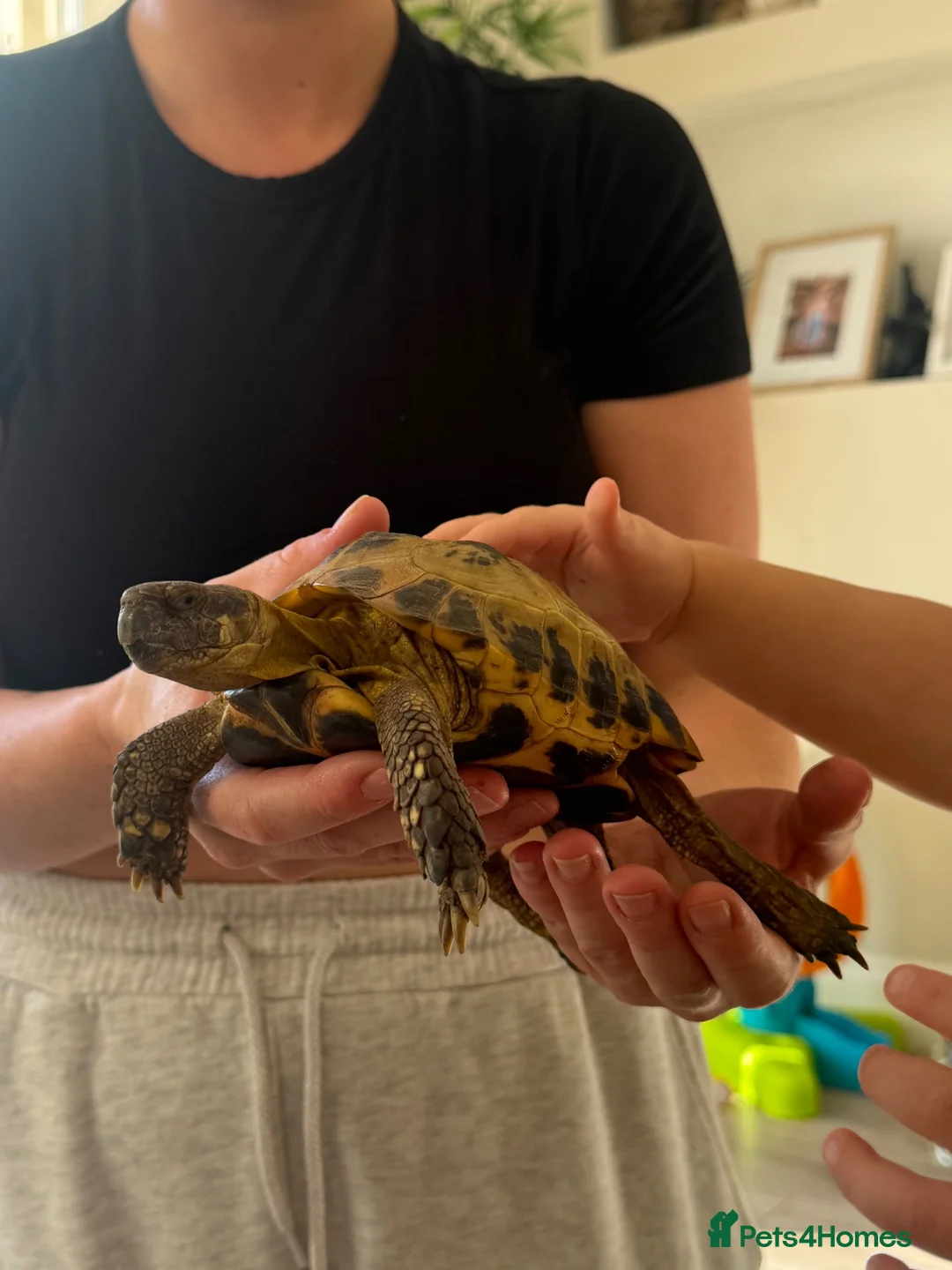 Tortoise reptiles for sale: Horsefield tortoise with full setup  - Advert 1