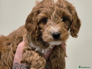 Cavapoo dogs Stunning f1 extensively health tested red cavapoo - Advert 6