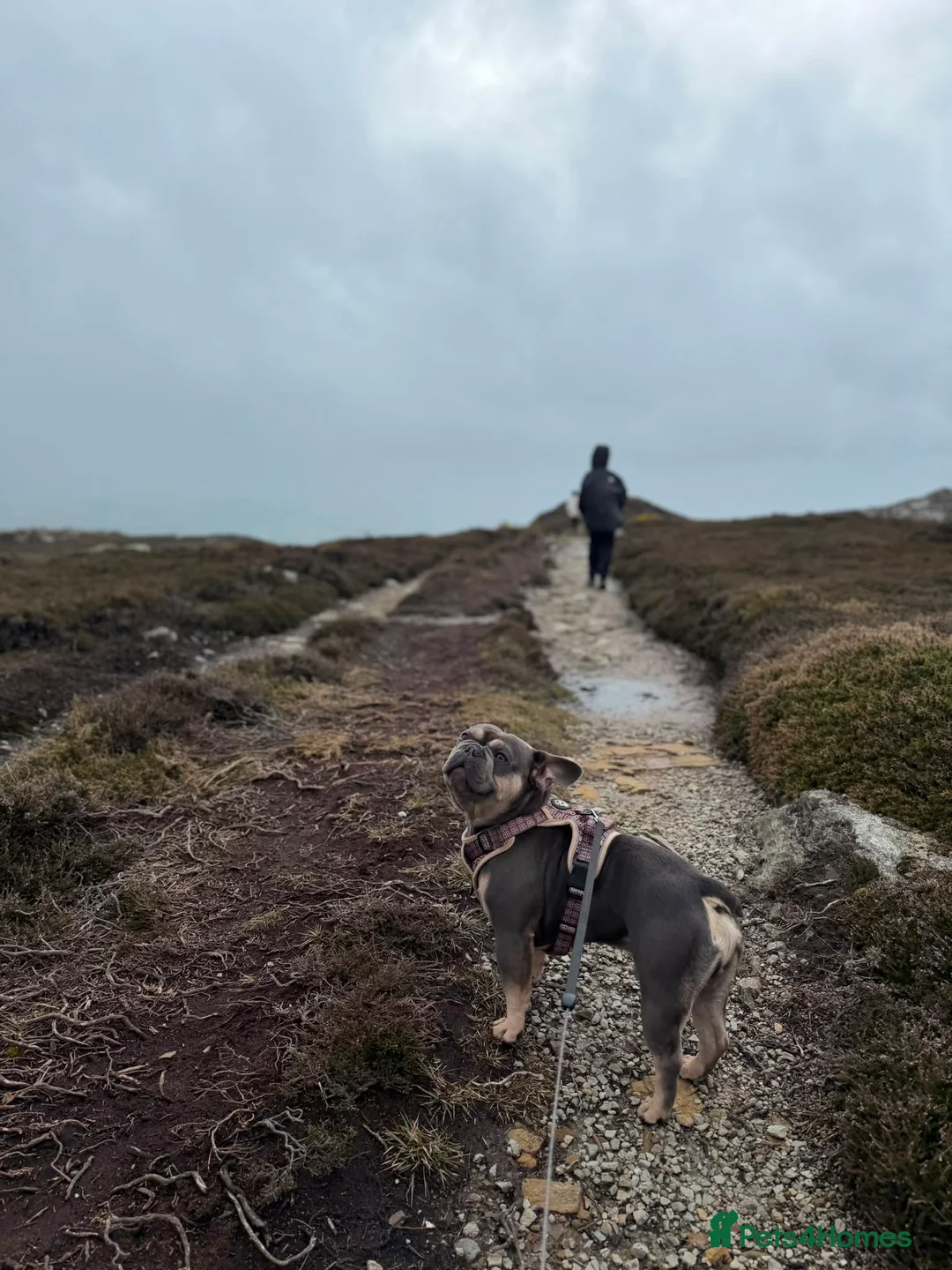 French Bulldog dogs for sale: 🐾 Loving Home Wanted – 2-Year &  French Bulldog  - Advert 2