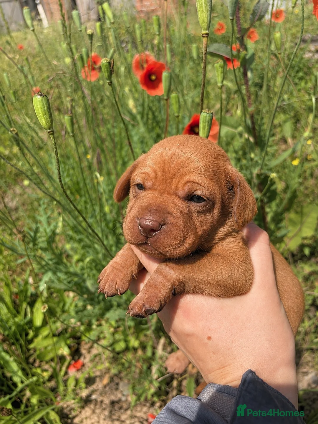 Hungarian Vizsla dogs for sale: HUNGARIAN SHORT HAIRED VIZSLA PUPPIES AVAILABLE  - Advert 1
