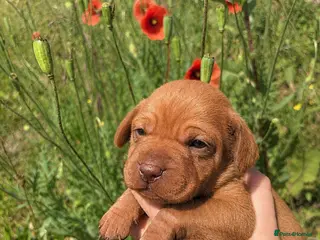 Hungarian Vizsla dogs HUNGARIAN SHORT HAIRED VIZSLA PUPPIES AVAILABLE - Advert 1