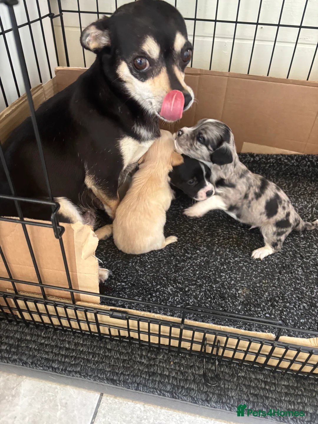 Chihuahua dogs for sale: CHIHUAHUA PUPS AVAILBE 9TH APRIL - Advert 2