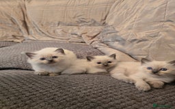 Ragdoll cats for sale: Ragdoll kittens for sale - Image 7