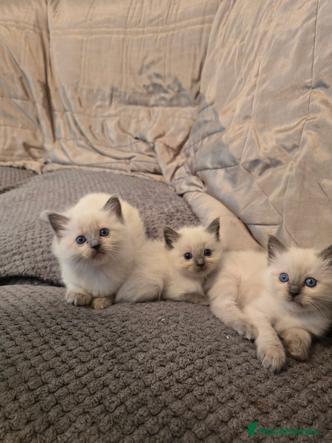 Ragdoll cats for sale: Ragdoll kittens for sale - Image 7