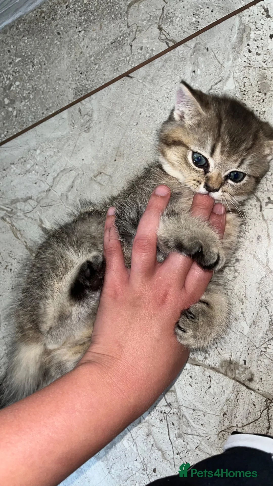 Scottish Fold cats for sale: Scottish fold mix  in Telford - Advert 2