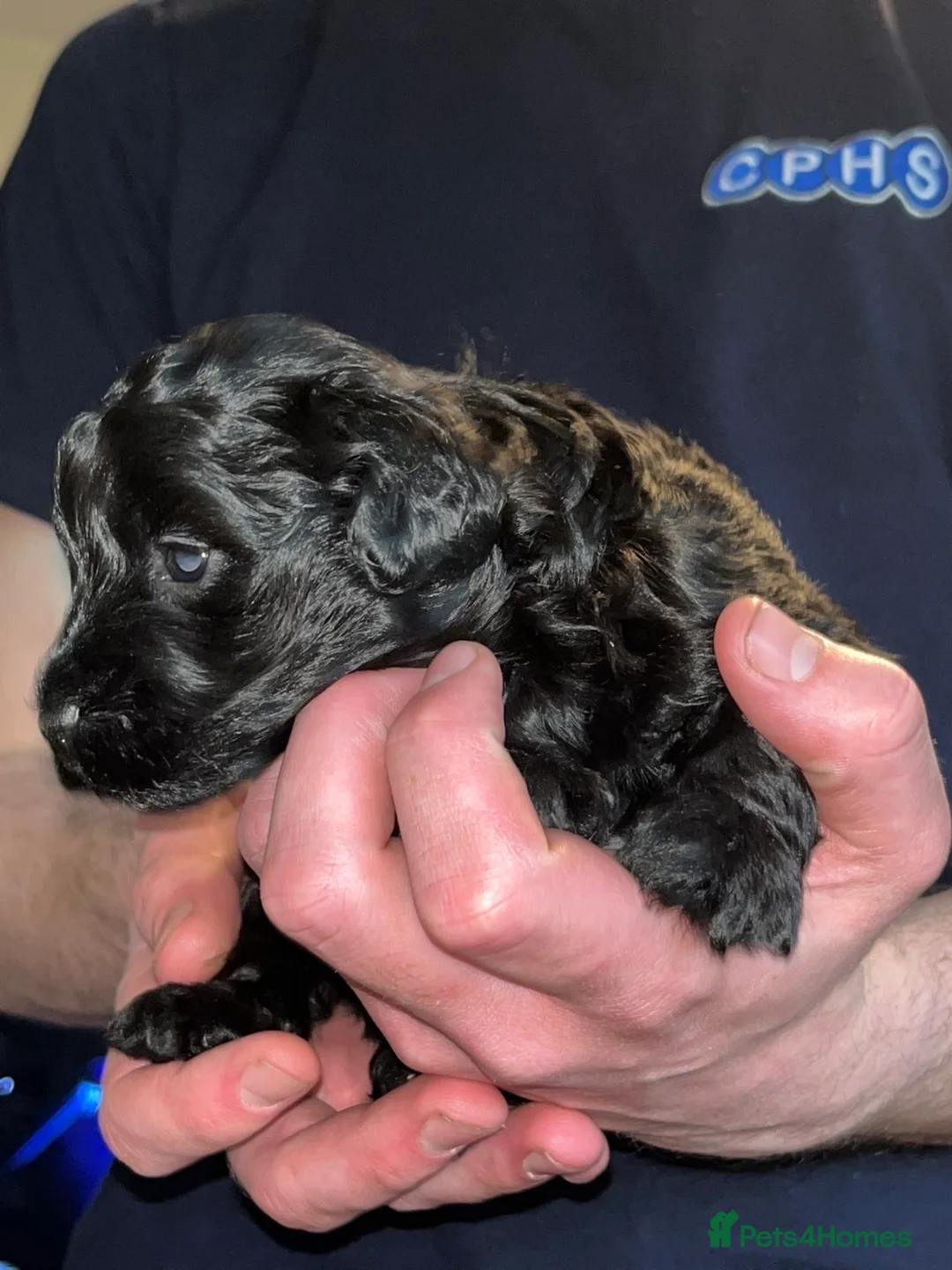 Mixed Breed dogs for sale: Maltijack/toy poodle - Advert 2