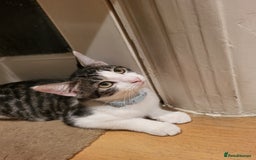 Mixed Breed cats for sale: gorgeous female kittens  - Image 3