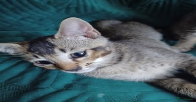 Mixed Breed cats - Advert 10