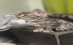 Bengal cats for sale: Sweet Bengal Kittens For Sale  - Image 3