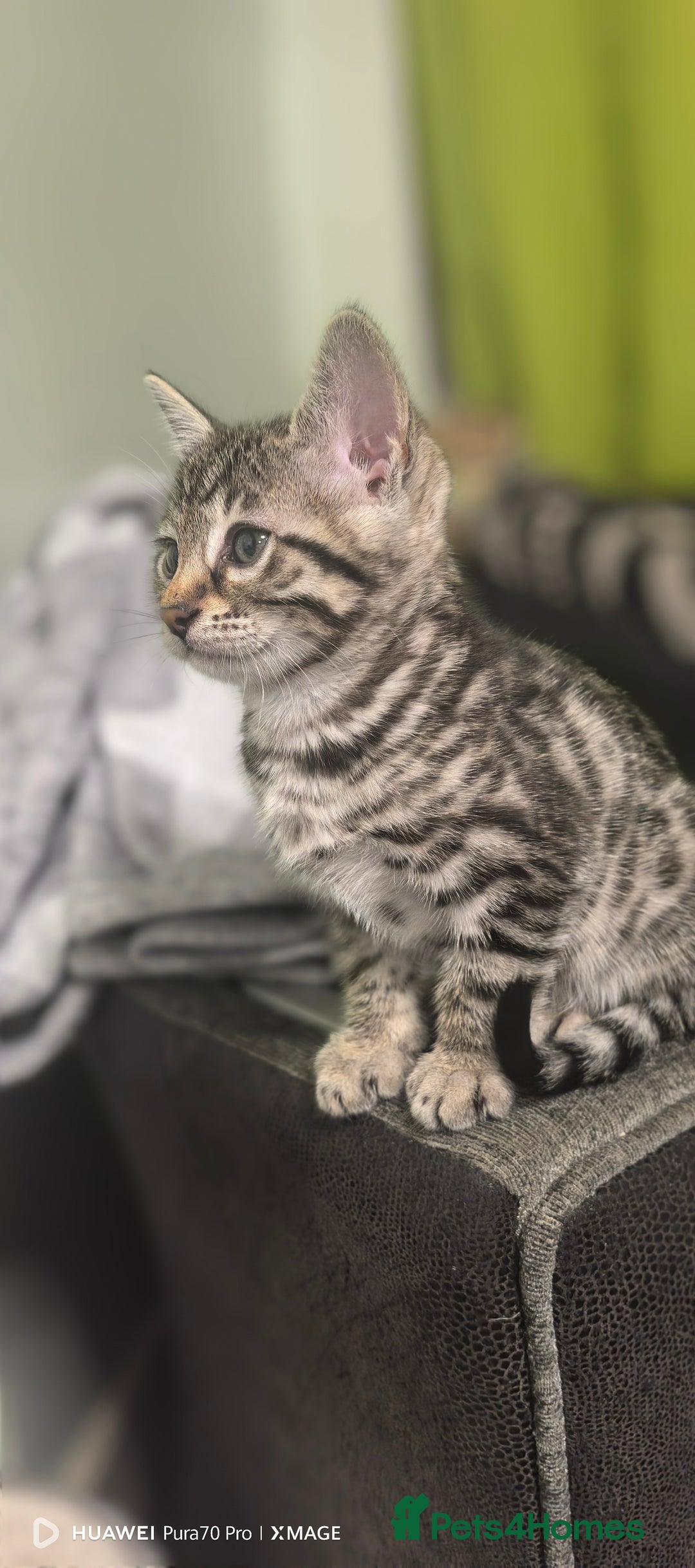 Bengal cats for sale: Sweet Bengal Kittens For Sale  - Image 3