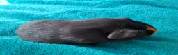 Guinea Pig rodents for sale: Male and female baby guinea pigs for sale - Advert 21
