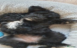 Australian Labradoodle dogs for sale: 2 GIRLS ONLY - Australian Labradoodle puppies - Image 39
