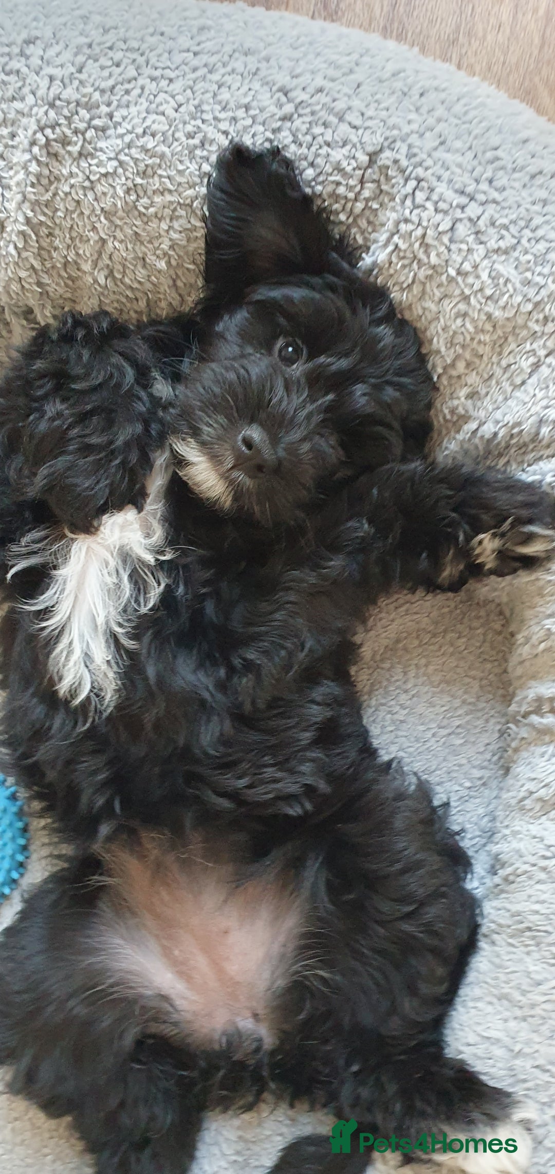 Australian Labradoodle dogs for sale: 2 GIRLS ONLY - Australian Labradoodle puppies - Image 39