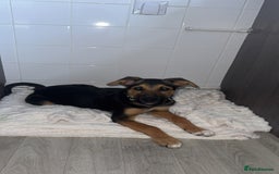 Belgian Shepherd Dog dogs for sale: Male Belgian malinois cross Anatolian shepherd  - Image 2