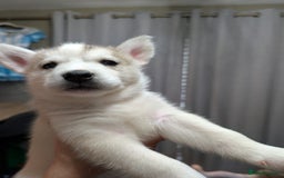 Siberian Husky dogs for sale: Stunning Siberian husky puppies - Image 19