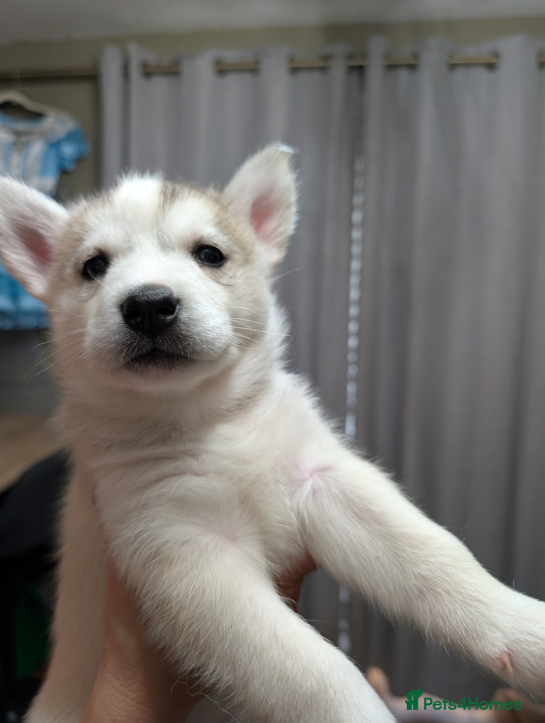 Siberian Husky dogs for sale: Stunning Siberian husky puppies - Image 19