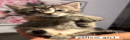 Mixed Breed cats for sale: Beautiful silver tabby kittens - Advert 8