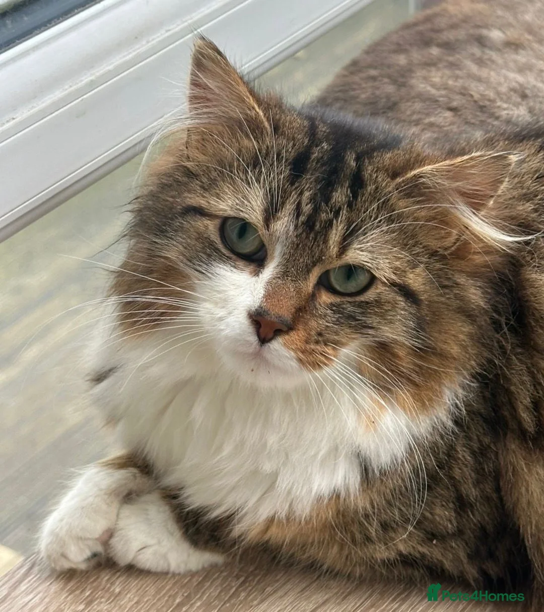 Siberian cats for sale: Rare Beautiful Cats Looking For a Loving Home in Blackburn - Advert 2