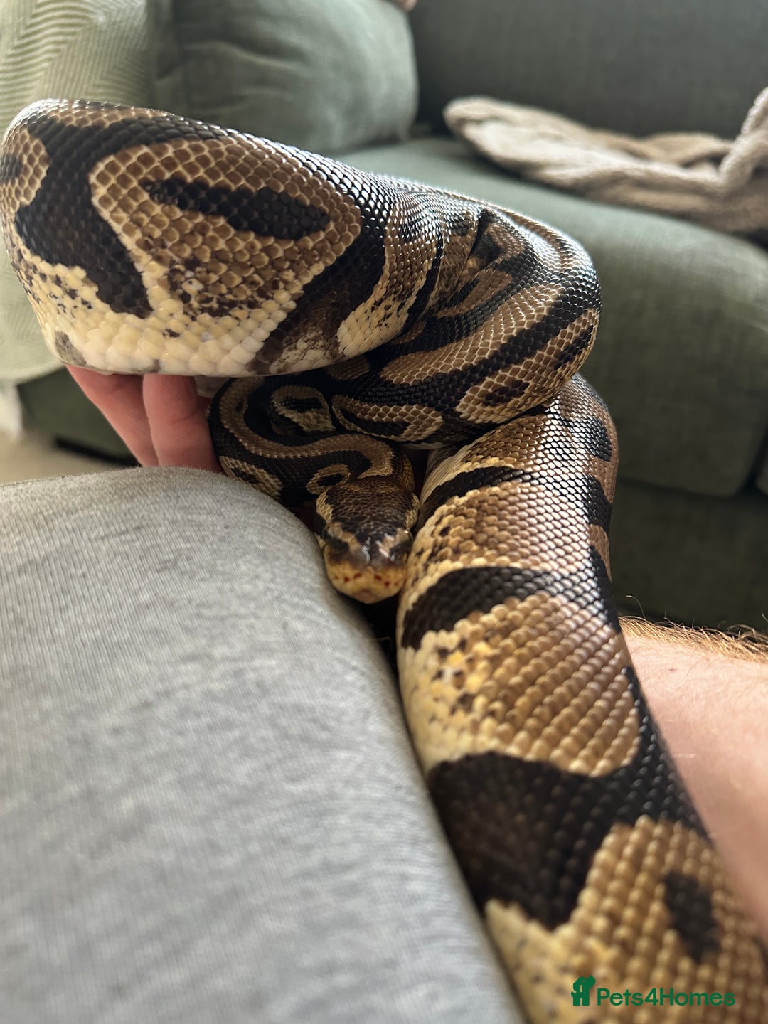 Python Snake reptiles for sale: Royal python with enclosure to a good home - Advert 2