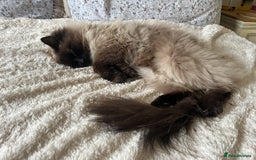 Bengal cats for sale: MUST GO TOGETHER  - Advert 5