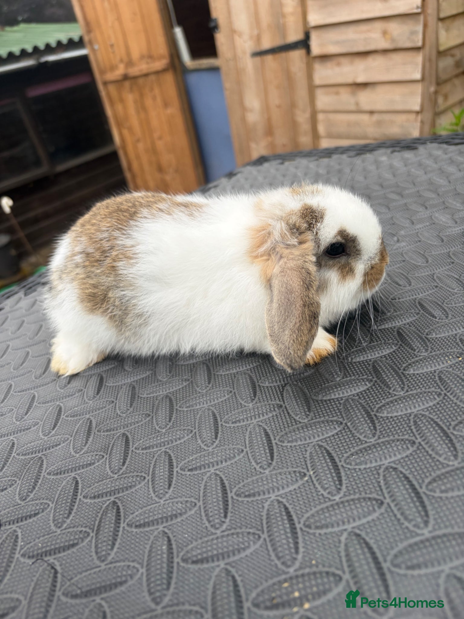 Mini Lop rabbits for sale: Mini Lops for sale  - Advert 8