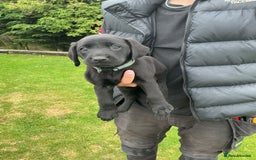 Labrador Retriever dogs for sale: KC registered Black Lab pups - Image 17