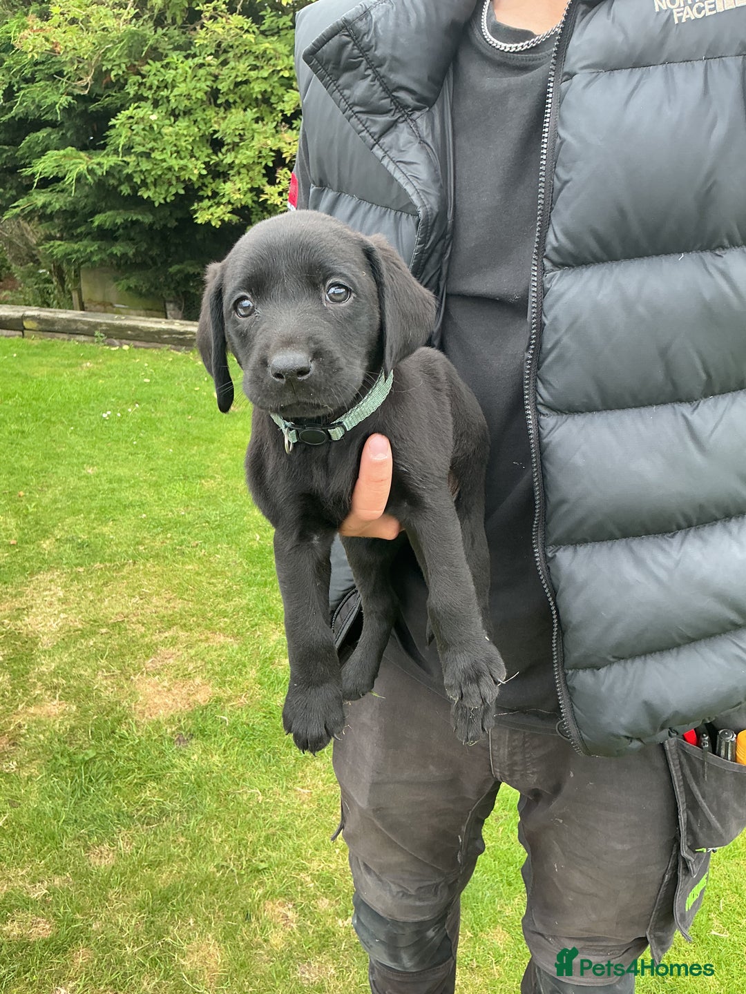Labrador Retriever dogs for sale: KC registered Black Lab pups - Image 17